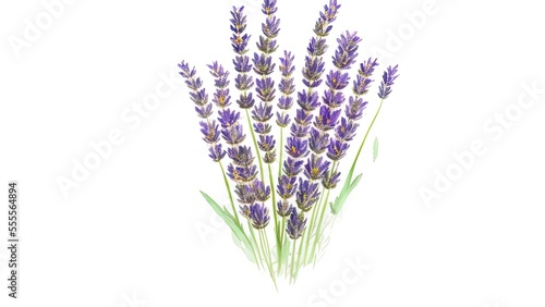 Gentle blossom lavender floral bouquet with watercolors on white background.