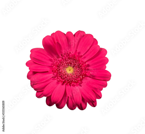 Pink gerbera daisy flower isolated cutout