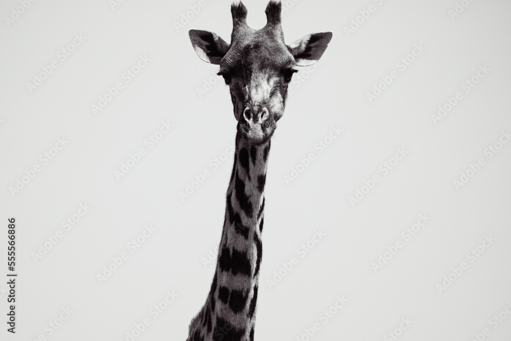 A Giraffe (Giraffa camelopardalis peralta) - Kenya