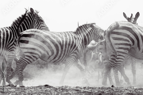 Zebras  Equus quagga  - Kenya 