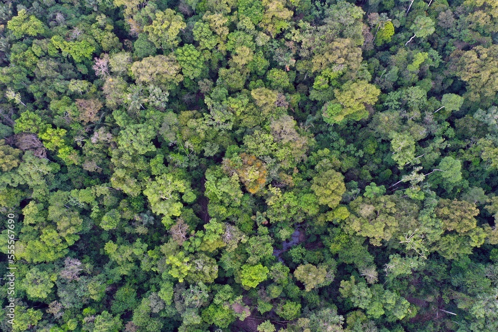 Naklejka premium Amazon rainforest in Brazil