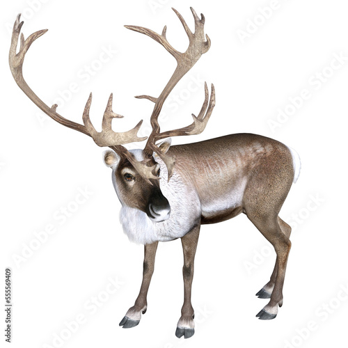 3d deer isolated on white