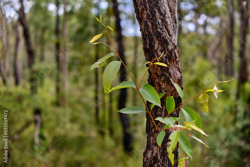 Gum tree with new growth after fire. Tree trunk still showing blackened bark from a bush fire with new growth of leaves and branch in the spring.  photo