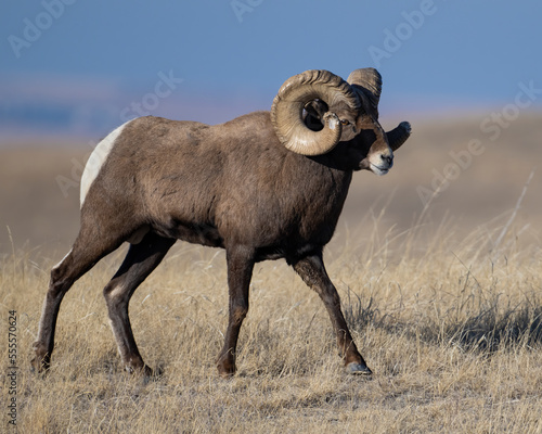 Big Horn Sheep Ram