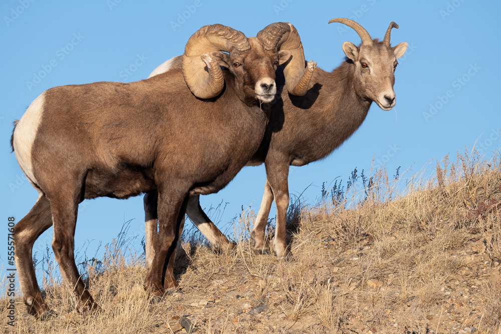 custom made wallpaper toronto digitalBig Horn Sheep Ram