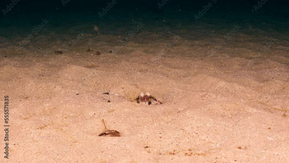 Seascape with Octopus in the coral reef of Caribbean Sea, Curacao Seascape with Octopus in the coral reef of Caribbean Sea, Curacao