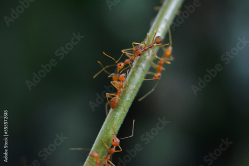 Ants are red ants walking. on the green leaf © Diamon jewelry