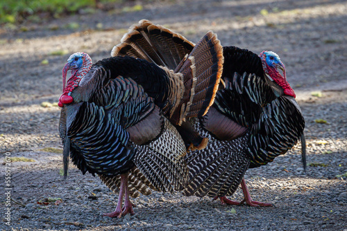 Rio Grande turkeys in western Oregon