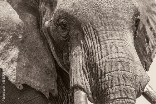 Close up of an Elephant. Black and White.