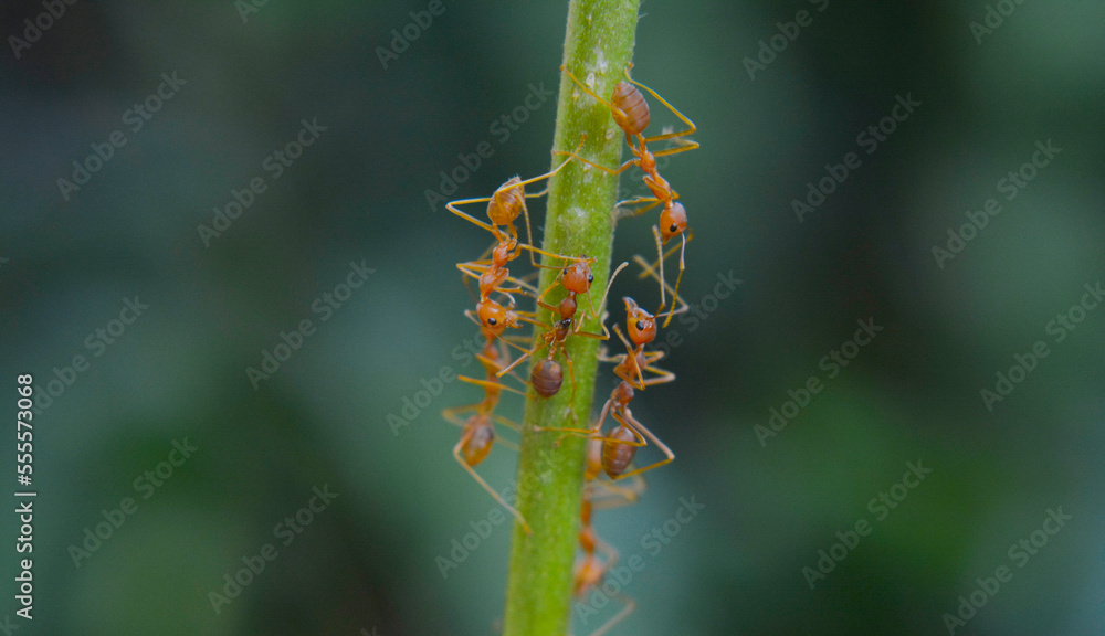 Ants are red ants walking. on the green leaf