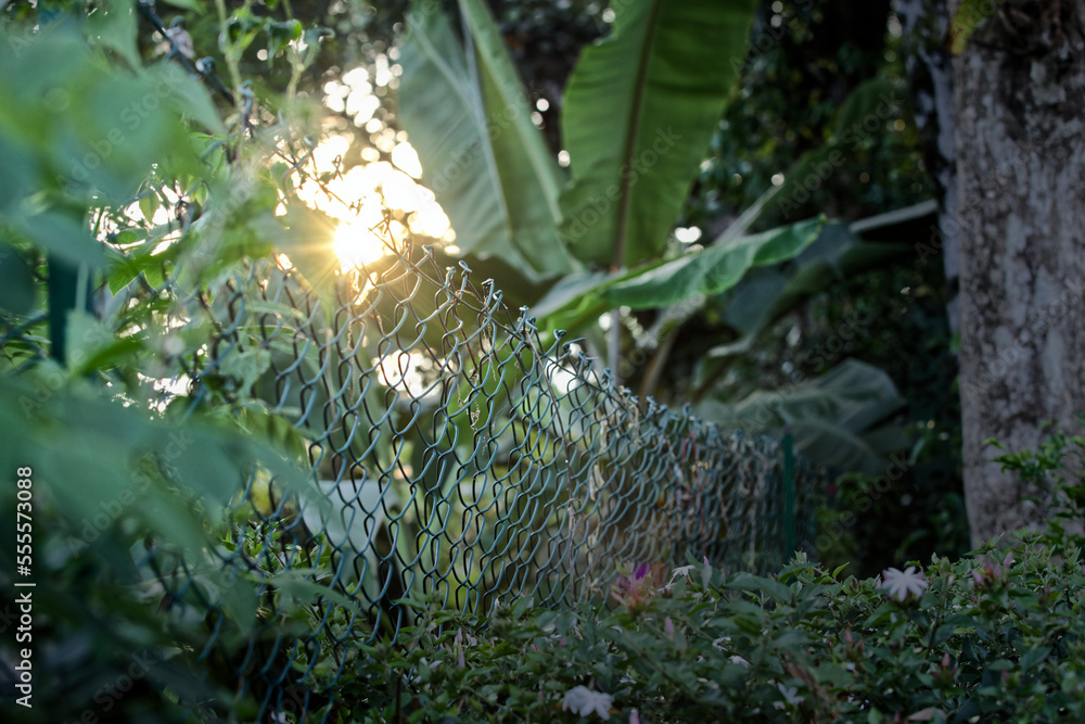 Banana plantation with healthy banana leaves pattern full green in the sunset Banana plantation with healthy banana leaves pattern full green in the sunset