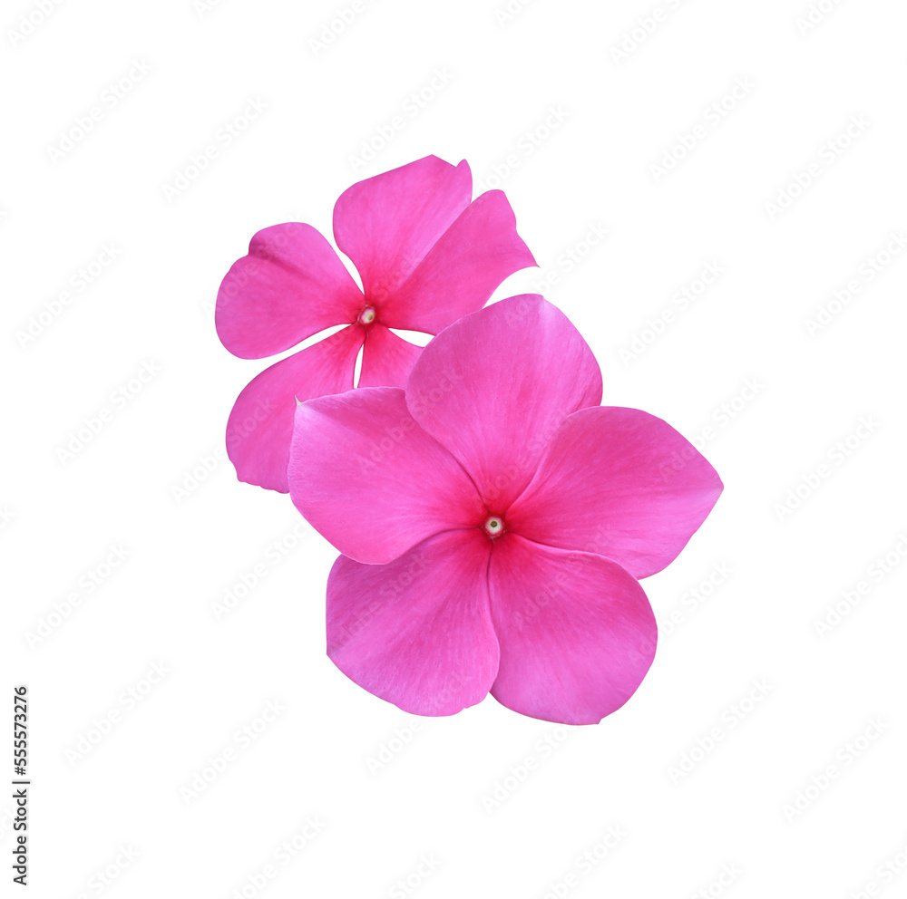 Madagascar periwinkle, Vinca,Old maid, Cayenne jasmine, Rose periwinkle flowers. Close up pink flower bouquet isolated on white background.