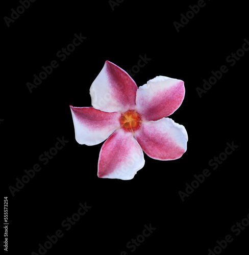 Close up red flower of Cerbera odollam tree isolated on white background. Top view small red and black flower.