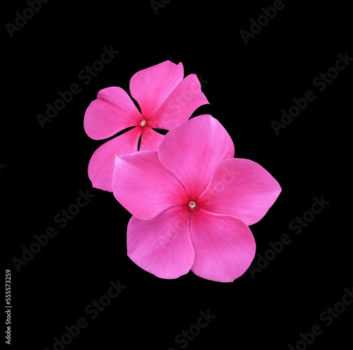 Madagascar periwinkle  Vinca Old maid  Cayenne jasmine  Rose periwinkle flowers. Close up pink flower bouquet isolated on black background.