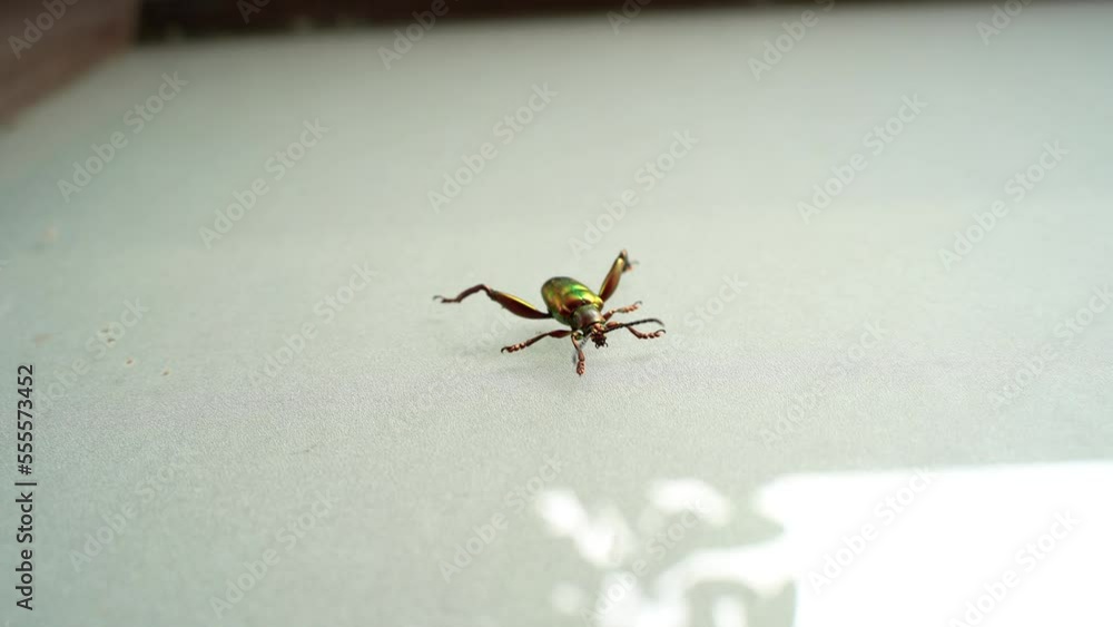 The frog beetle slowly rearranges its paws on the smooth surface of the glass door The frog beetle slowly rearranges its paws on the smooth surface of the glass door