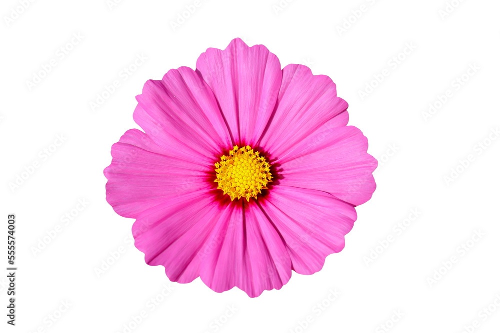 Cosmos flower blooming isolated on transparent background png file Cosmos flower blooming isolated on transparent background png file