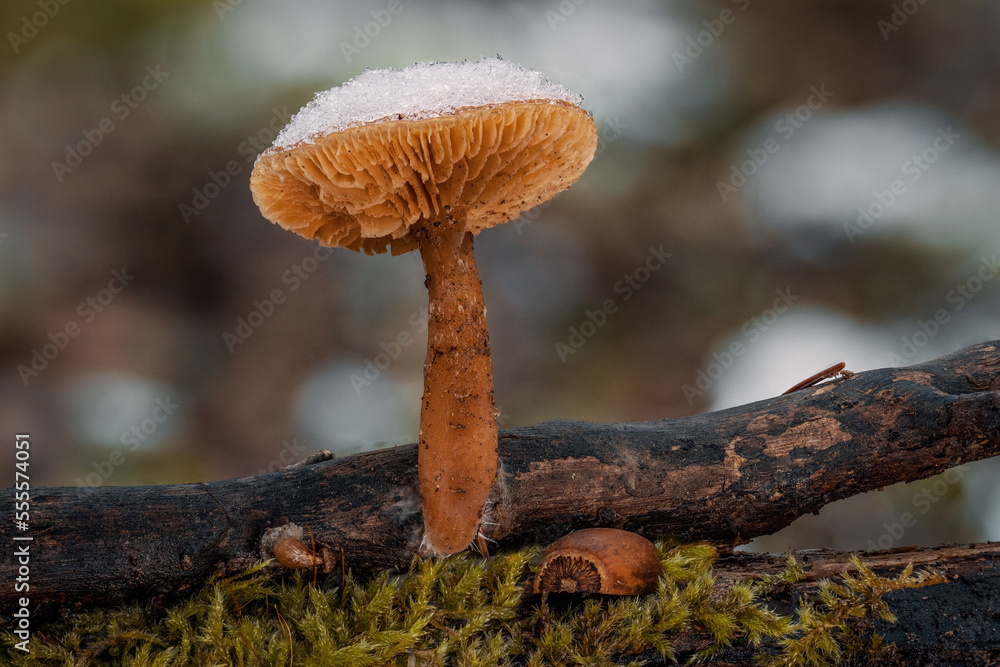 Gemeiner Trompetenschnitzling mit Schneehaube im Winter 