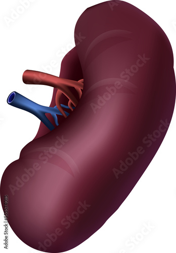 Canvas Print Spleen of human . Realistic design .