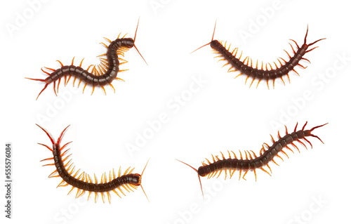 collection, centipede (Scolopendra sp.) Giant centipede isolated on white background. The top view of a living centipede, high resolution images shot in a studio room.