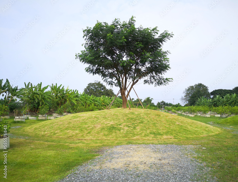 Lonely tree on the hill at garden. 
natural tranquil summer scene green hillock with stones and grass, 