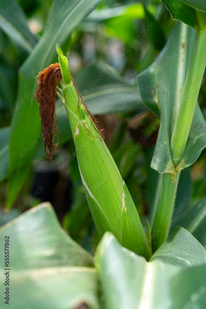 Corn in the corn field.