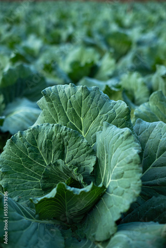 Fresh cabbage maturing heads growing in the farm field