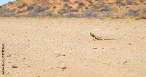 Australian Bearded Dragon rests in the middle of a dusty outback road photo