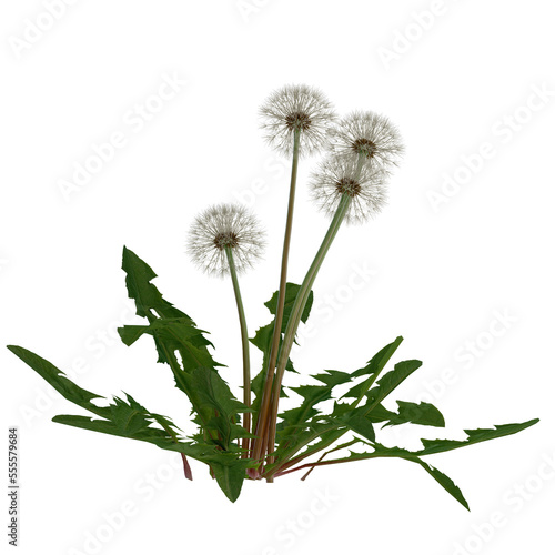 flower meadow white dandelion on isolated empty background