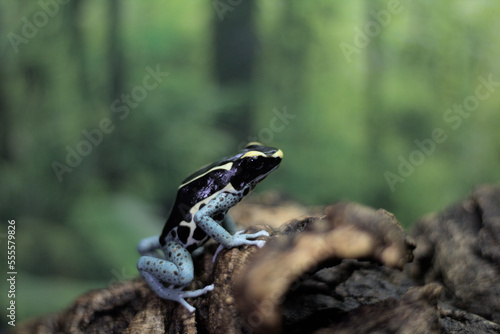 Tinctorius Poison Dart Frog - Powder Blue 5