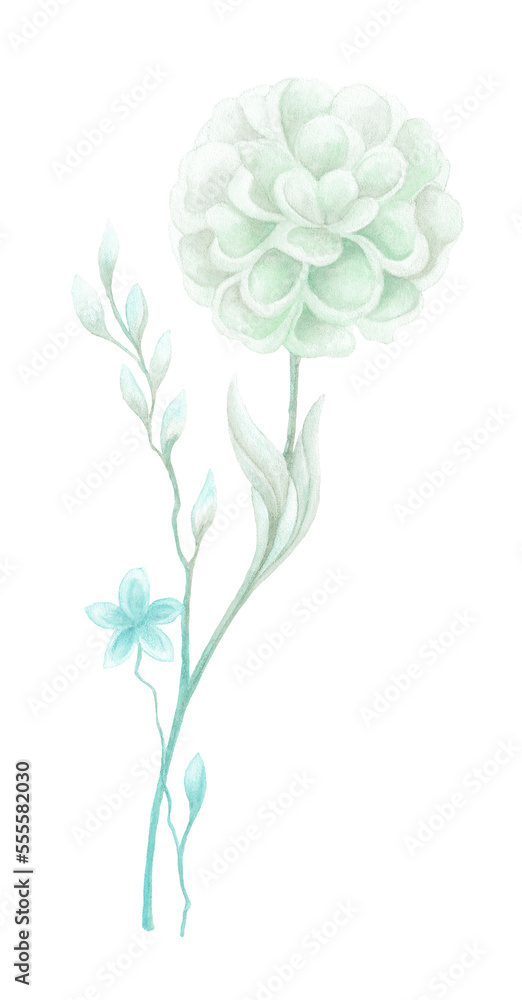 Isolated softness floral design elements. Light green blue flower with leaves and blue flower with bud on white background. Watercolor painting softness flowers with leaves.
