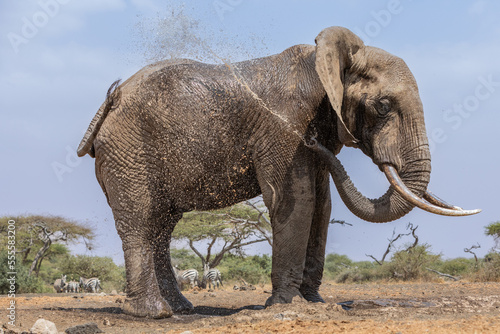 A large Elephant  Loxodonta africana  keeping cool at a waterhole in Kenya. 