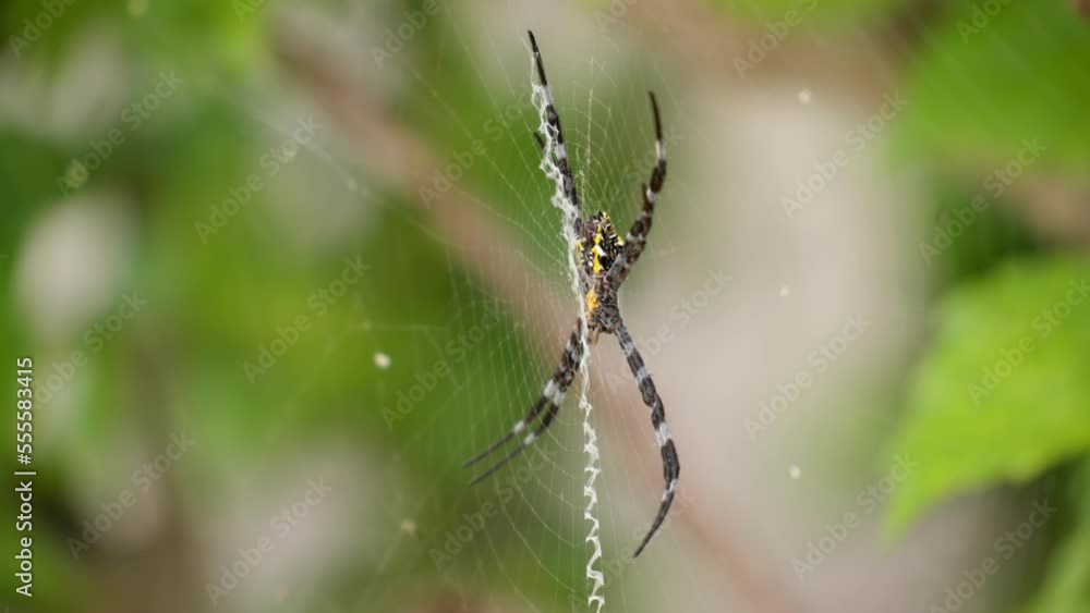 Argiope Appensa Spider or Hawaiian Garden Spider on the Web in the jungle Argiope Appensa Spider or Hawaiian Garden Spider on the Web in the jungle