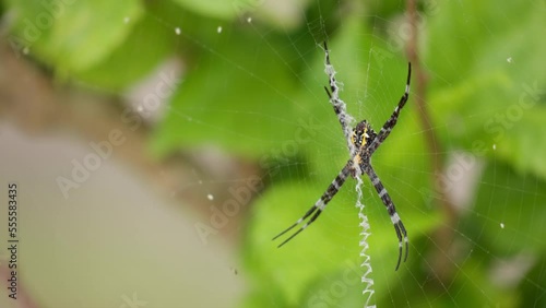 Hawaiian Garden Spider (Argiope Appensa ) on the Web in Park photo