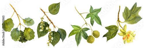 watercolor drawing branches of trees, aspen, plane, poplar and tuliptree, hand drawn illustration