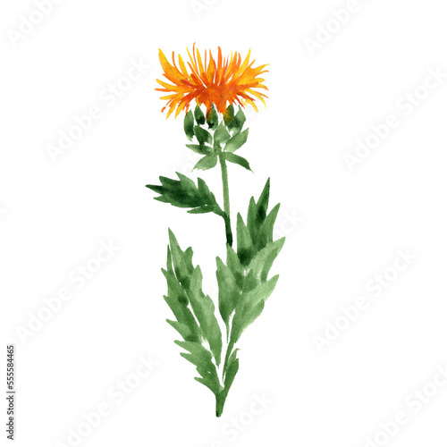 Bilde på lerret watercolor drawing flower of safflower, Carthamus tinctorius, herb of traditiona