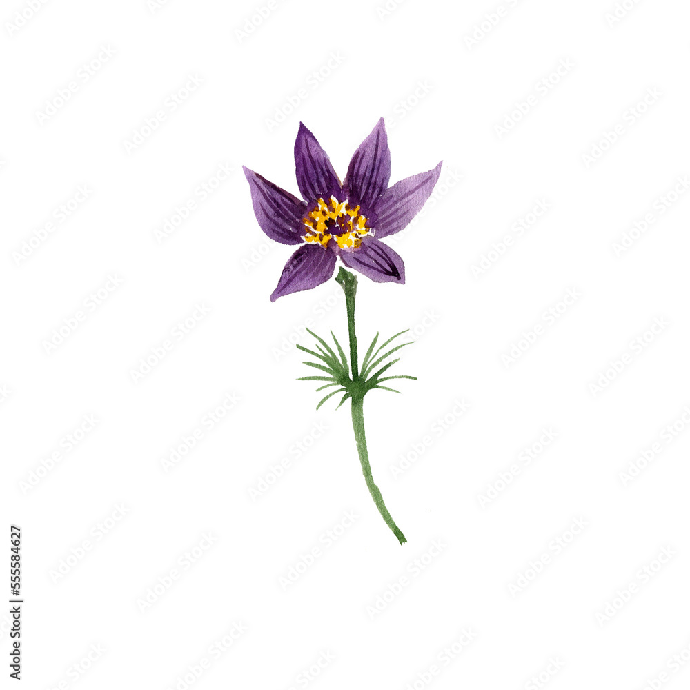 watercolor drawing flower of Chinese anemone, Pulsatilla chinensis , wild plant, herb of traditional chinese medicine, hand drawn illustration