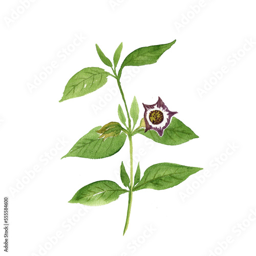 Bilde på lerret watercolor drawing flower of Anisodus tanguticus, Mountain henbane plant, herb o