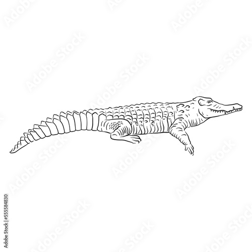 vector drawing sketch of animal, hand drawn crocodile , isolated nature design element