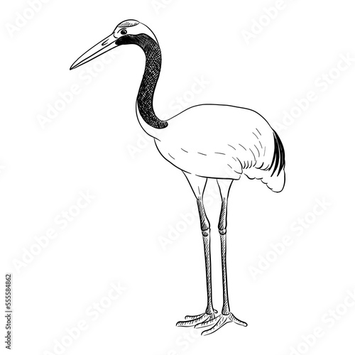vector drawing sketch of bird, hand drawn red-crowned crane, Grus virgo , isolated nature design element
