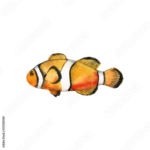 Fotografiet drawing tropical fish, clownfish isolated at white background, marine angelfish,