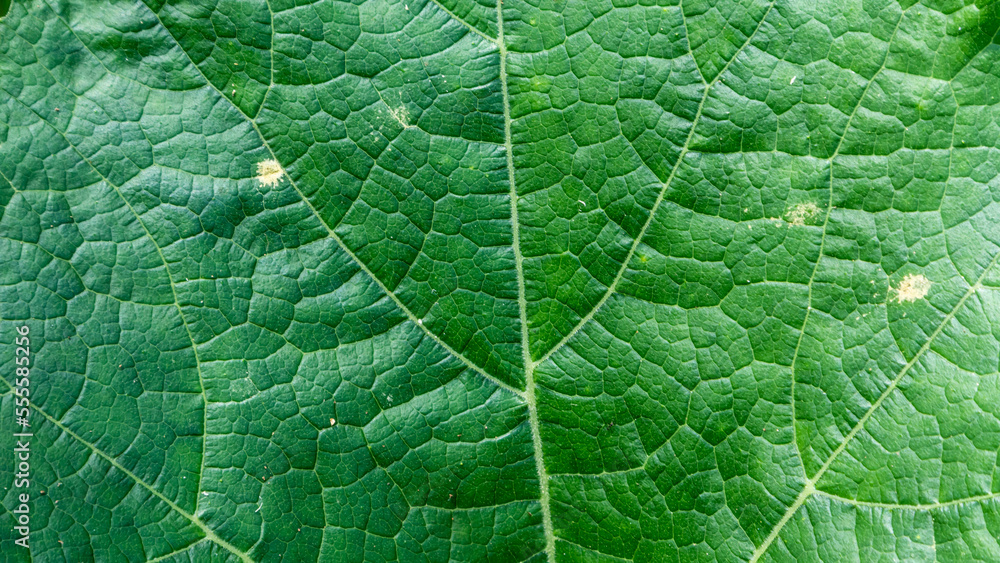 green leaves texture as background green leaves texture as background