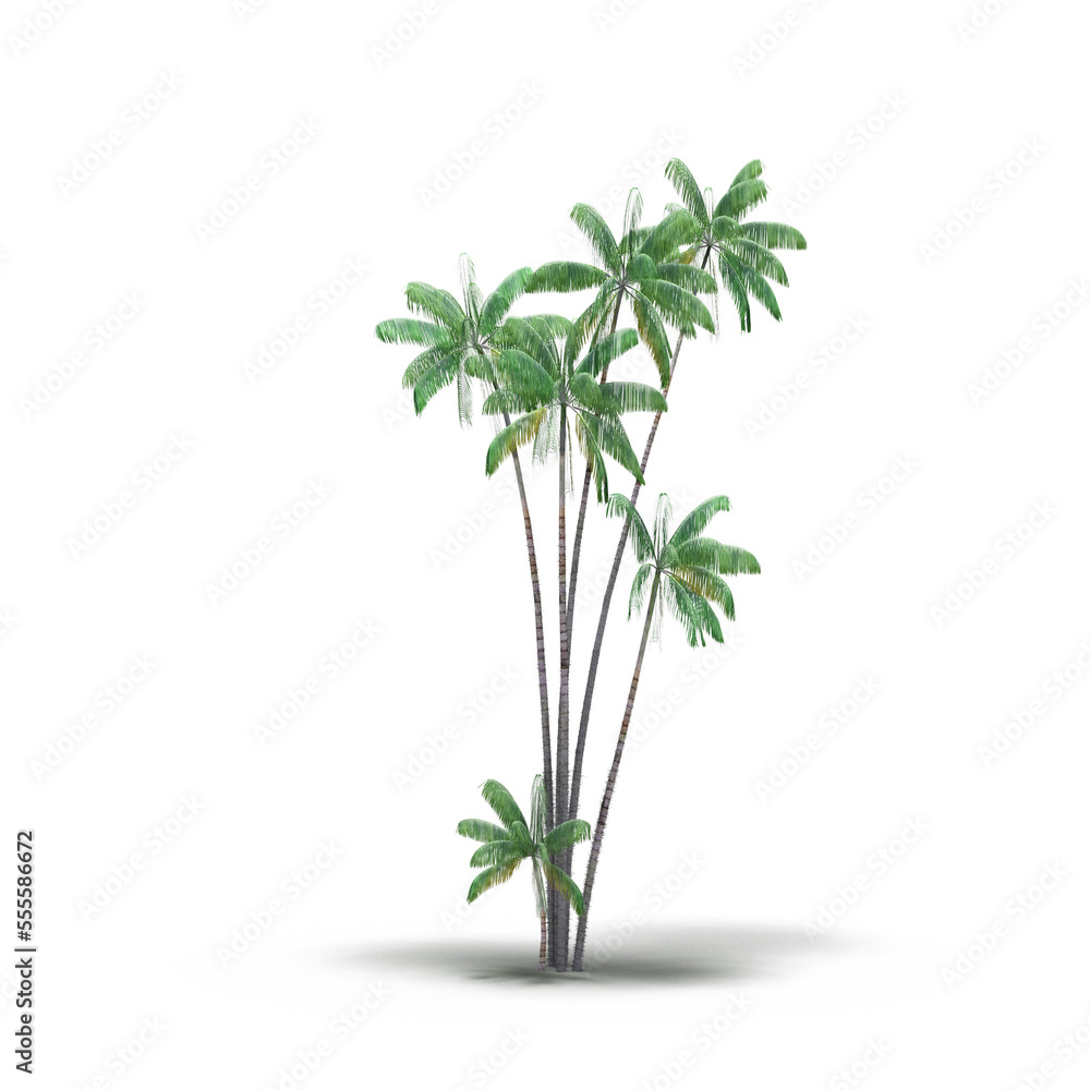 Fototapeta premium large tree with a shadow under it, isolated on a transparent background, 3D illustration, cg render