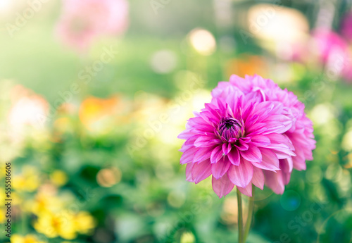 Pink Dahlia flower over blurred garden  outdoor day light  flower garden in spring and summer season