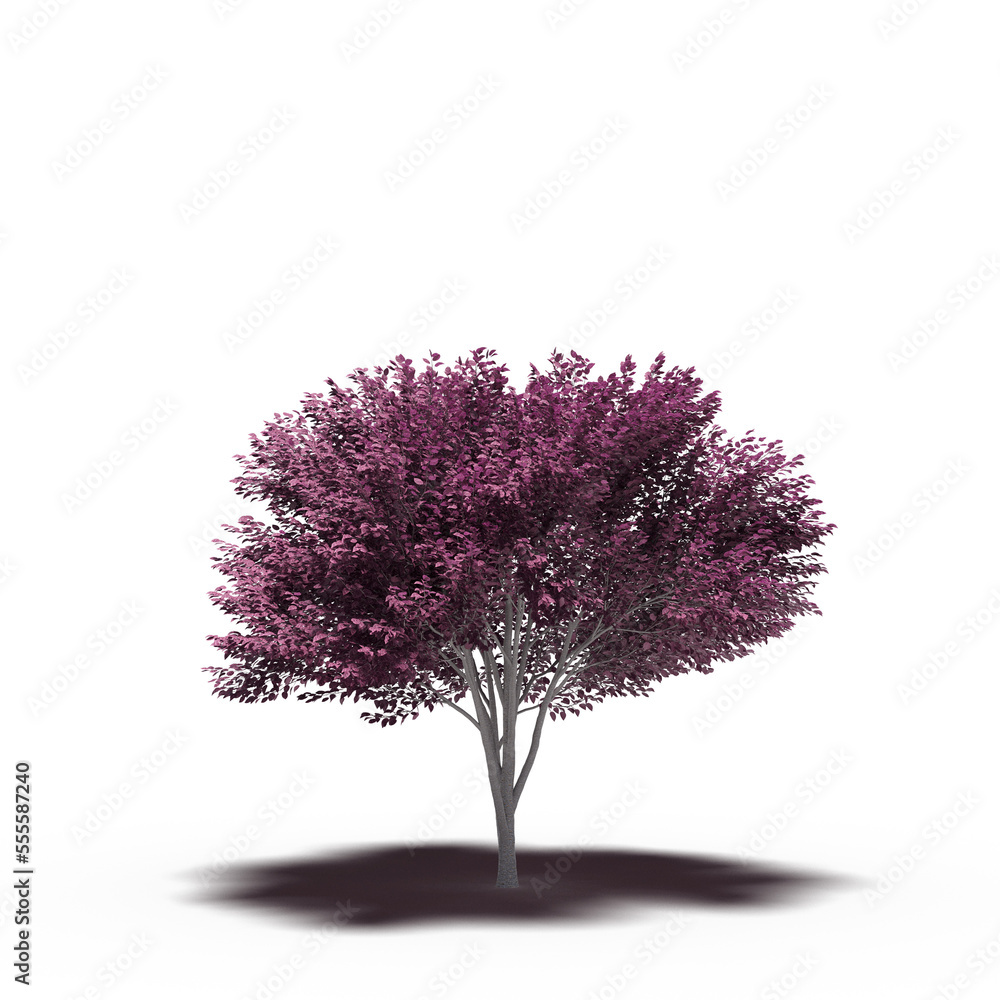 Fototapeta premium large tree with a shadow under it, isolated on a transparent background, 3D illustration, cg render