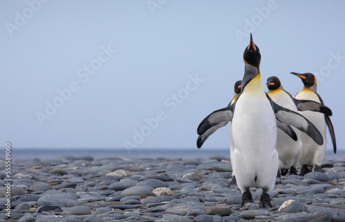 Wallpaper Mural A group of king penguins walking on the beach of Salisbury Plains. South Georgia, Antarctica. Torontodigital.ca