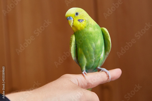 Pretty yellow and green budgerigar parakeet sitting on a finger with a home interior. Copy space.