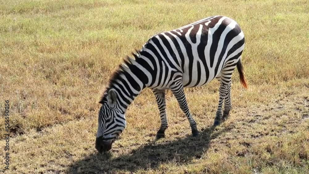 Lonely zebra grazing from the dry ground on the savanna. Dry Season in Africa, no people Lonely zebra grazing from the dry ground on the savanna. Dry Season in Africa, no people