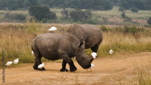 Slow motion: White Rhinos crosses dirt road amidst cattle egrets