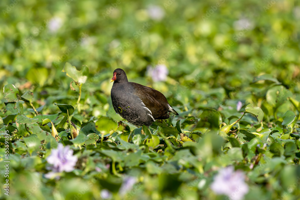 Obraz premium Close-up of a sitting / standing common moorhen with green backgorund