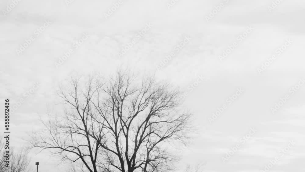 time lapse of fast movement of gloomy clouds over a tree, in black and white time lapse of fast movement of gloomy clouds over a tree, in black and white